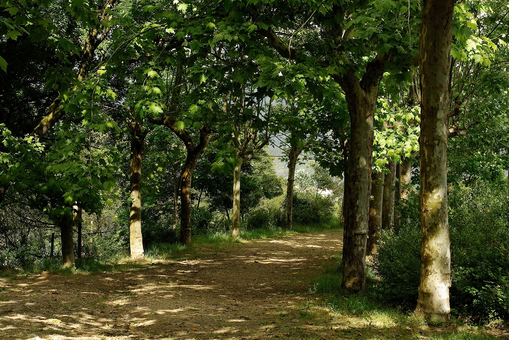 Bosque Nacional de Vale de Canas